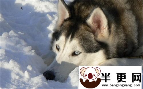 阿拉斯加雪橇犬得细小 阿拉斯加细小如何治疗