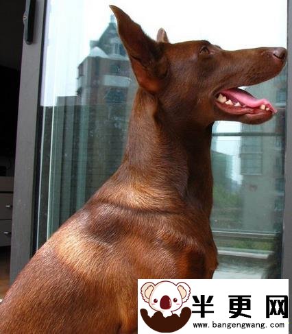 法老王猎犬怎么训练 奖励是犬最喜欢的一种训练方式