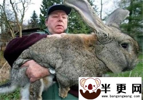 巨型花明兔多少钱一只 大约在500至1500元