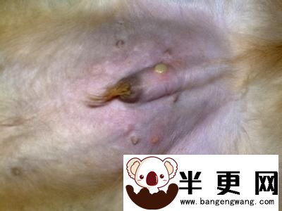 金毛寻回犬病症 寄生虫性皮肤病是常见的病症