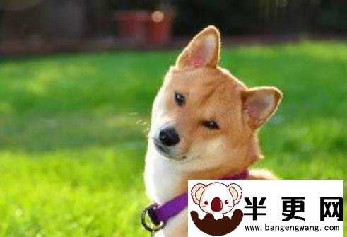 秋田犬幼犬价格 品质好的价格基本两万左右