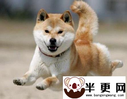 日本柴犬多少钱 价格在1000至10000元之间
