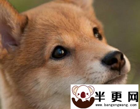 日本柴犬多少钱 价格在1000至10000元之间