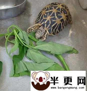 缅甸陆龟寿命 缅甸陆龟寿命并不太长