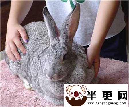 巨型花明兔生病了怎么办 仔细照顾兔子