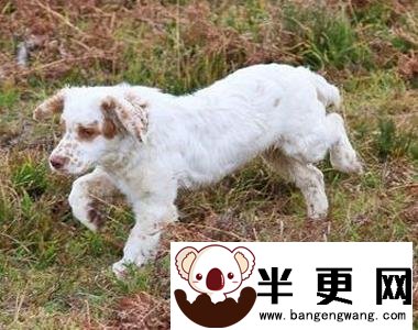 克伦伯猎鹬犬的养护常识 注意疾病的预防