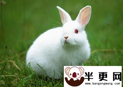 兔子干瘦不长是什么毛病 停止发育最后死亡