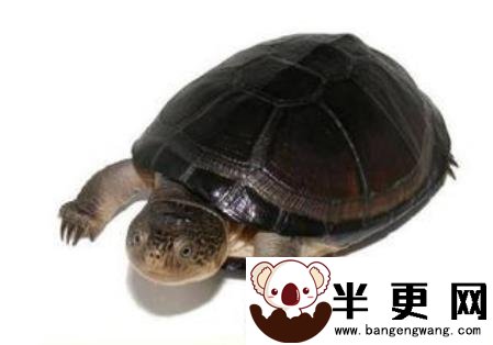 东非侧颈龟饲养 要注意不能把龟喂得过饱