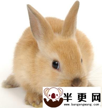 兔子拉稀吃什么好 兔子消化不良导致
