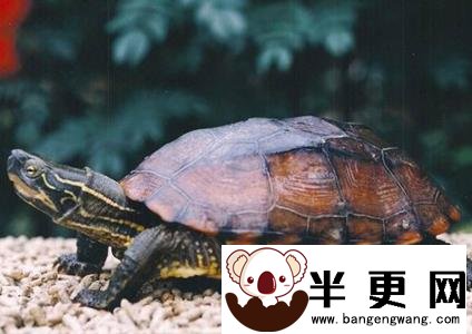 中华花龟能长多大 可以长到8或9英寸