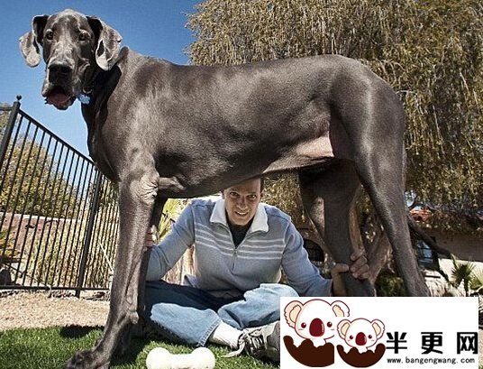 最大的狗是什么狗 大乔治史上最大的狗