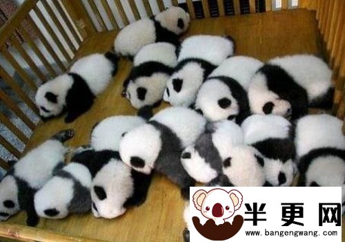 熊猫仓鼠多少钱 熊猫仓鼠挑选七要项