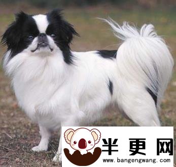 日本狆的形态特征 该犬被毛毛量丰厚