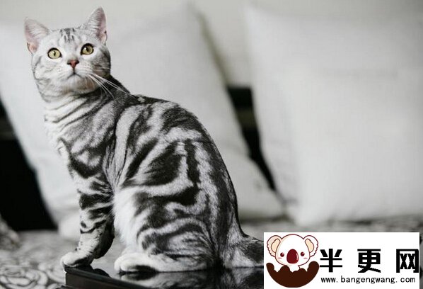 虎斑猫能长多大 美短温和适合家中饲养