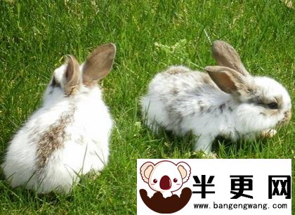 兔子不吃兔粮只吃草 食物要配合兔粮
