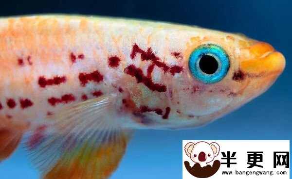 五彩琴尾鱼的疾病 带你了解它的疾病