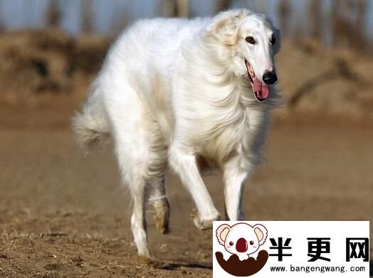 苏俄猎狼犬遗传病 遗传病只可预防无可治疗