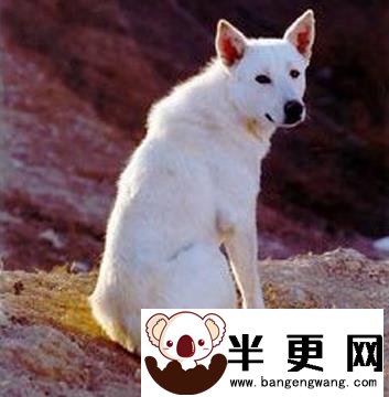 卡南犬的形态特征 被毛颜色有两种类型