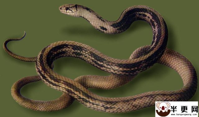 三索锦蛇有毒吗 三索锦蛇是没有毒性的蛇