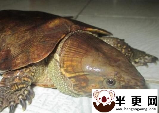 最大的鹰嘴龟 形态特征以及具体多大的体积