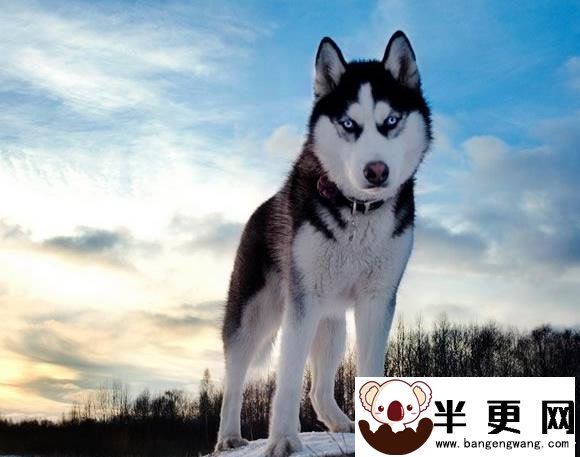 巨型阿拉斯加雪橇犬能长多大 雄性肩高25英寸