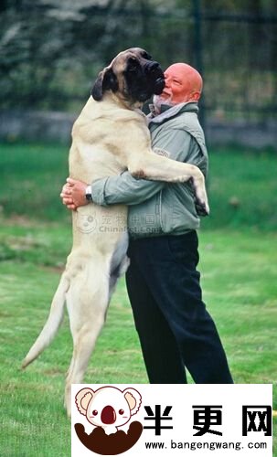 马士提夫犬的日常护理 大而有力量的犬种