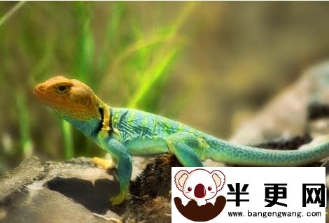 如何饲养蜥蜴 让蜥蜴充分的接触紫外线