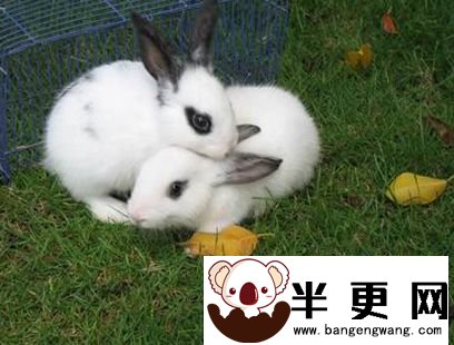 兔子能吃什么草 淀粉含量过高食物少吃