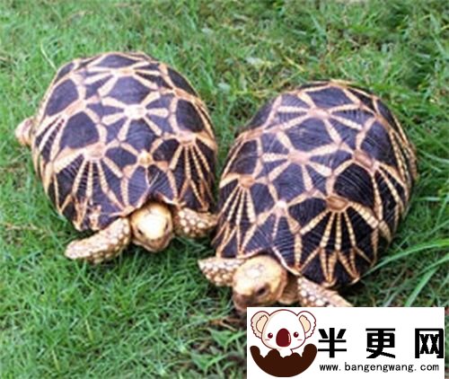 缅甸星龟和印度星龟的区别 背甲中部纵纹