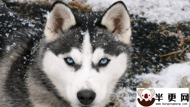 巨型阿拉斯加雪橇犬多少钱 价格就在8000元左右