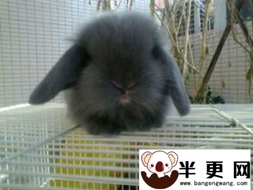 黑色垂耳兔价格 兔子种类不同价格也有波动