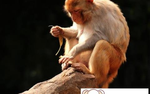 猴子可以买吗 是国家保护动物没人公开卖