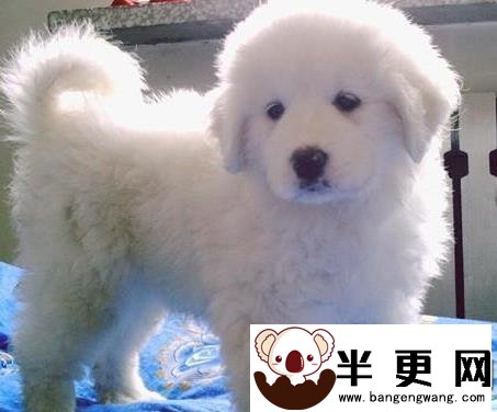 大白熊犬幼犬的价格 家养犬一般800至3000