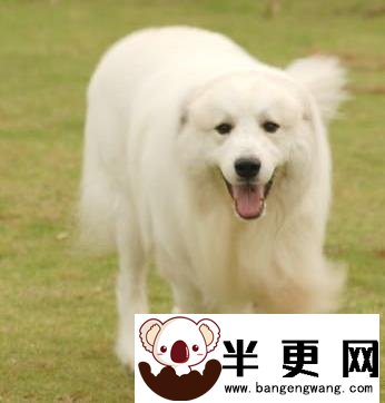 大白熊犬幼犬的价格 家养犬一般800至3000