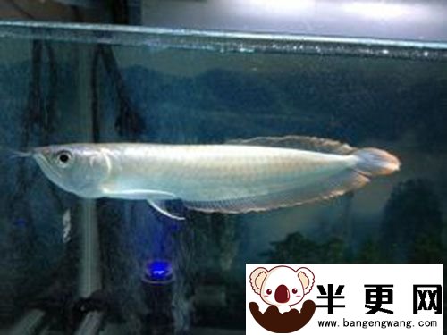 小银龙鱼多少钱 20厘米的银龙在70-100块