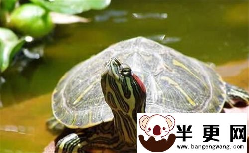 乌龟养在什么地方 养乌龟对周围环境的要求