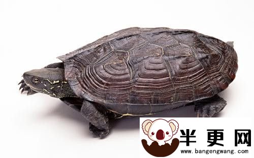 家里养的乌龟吃什么 宠物龟的饮食介绍