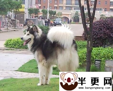 阿拉斯加雪橇犬战斗力 阿拉斯加是大型犬