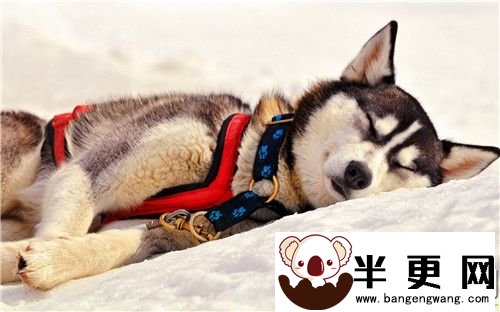 阿拉斯加雪橇犬的习性 阿拉斯加生性好群居