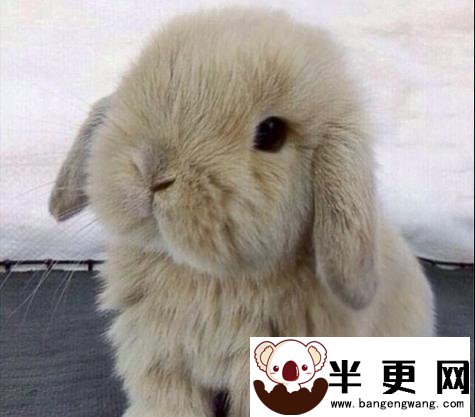 宠物兔子品种  选购宠物兔的注意事项