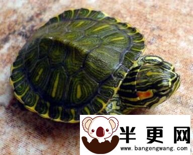 巴西龟的饲养 幼小的龟可用平底容器饲养