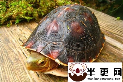 安缘龟怎么养 饲养安缘龟要保持清洁