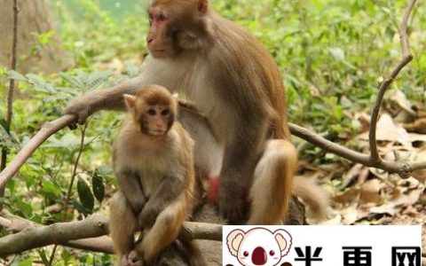 猴子什么时候交配 猴子每六个月怀一胎