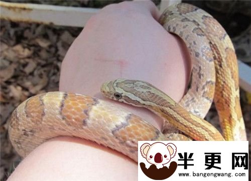 玉米蛇的寿命 玉米蛇寿命一般在14到20年左右