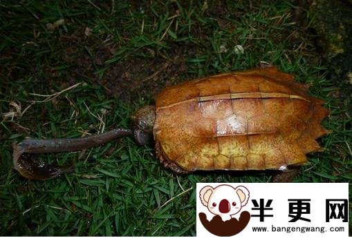 枫叶龟饲养  湿度对枫叶龟的饲养十分重要