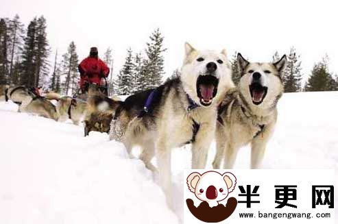 拉雪橇的狗是什么狗 阿拉斯加犬或哈士奇