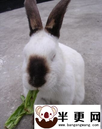 幼兔吃什么兔粮好 兔粮品种有很多