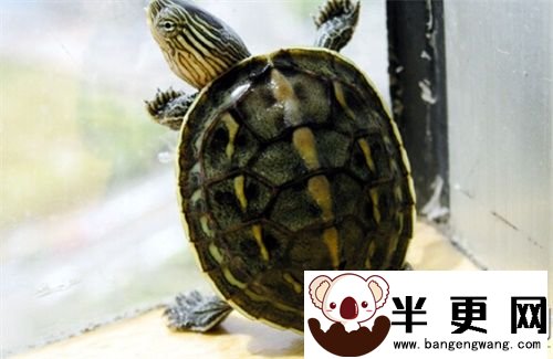 小珍珠龟怎么养 小珍珠龟饲养环境布置