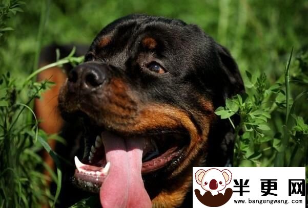 罗威纳犬寿命有多长 平均寿命应该在9到11年