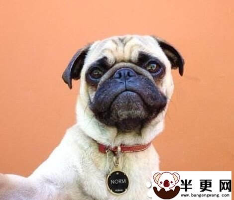 巴哥犬护理美容 巴哥犬的日常护理方法